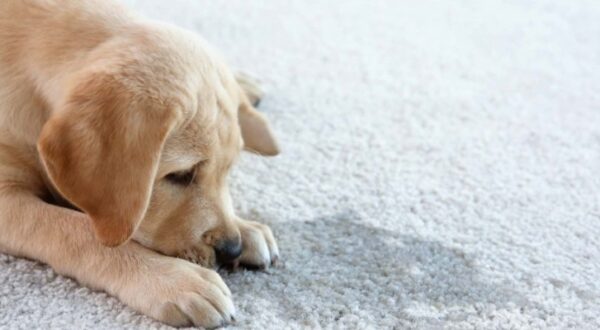 Removing dog urine from carpet