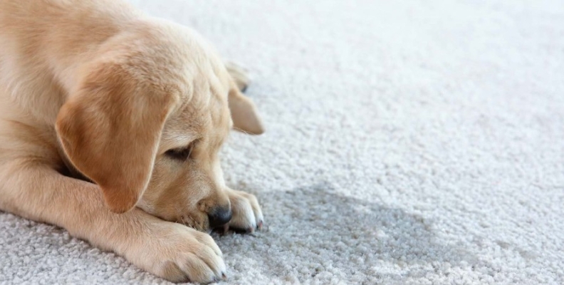 Removing dog urine from carpet